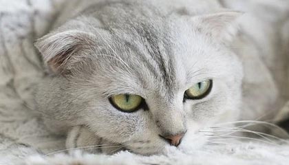 刘强东现身苏超赛场，助威宿迁队